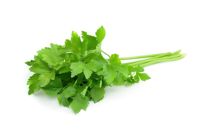 Coriander Leaves - 1 bunch / 100 gm(appx.) - salpers.ch
