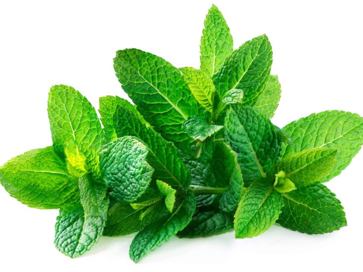 Mint Leaves - 1 bunch / 100 gm(appx.) - salpers.ch