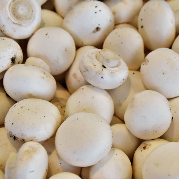 Fresh White Mushroom - Appx 500g - salpers.ch
